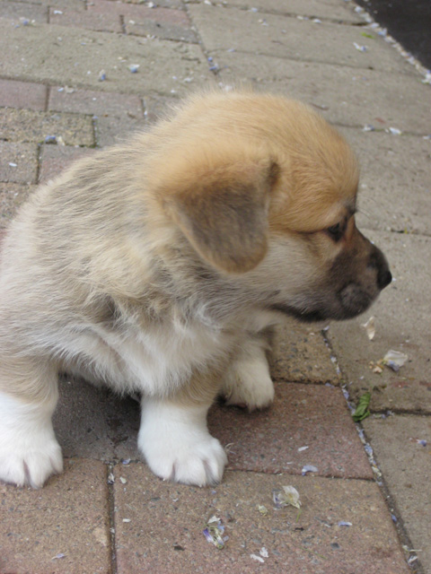 pup